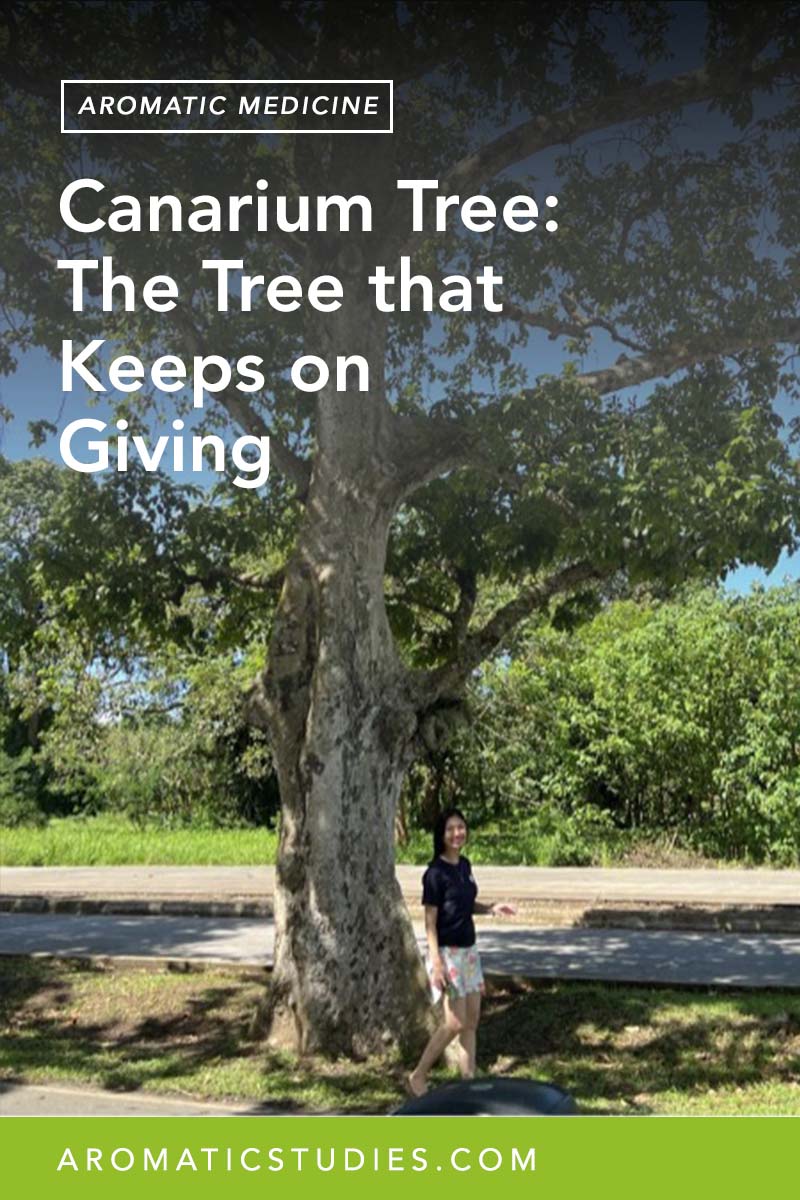 Canarium Tree: The Tree that Keeps on Giving