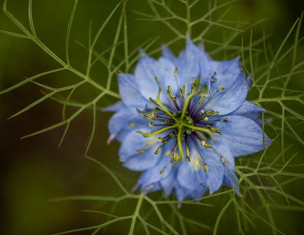 Black Cumin Seed Oil – Paavani Ayurveda