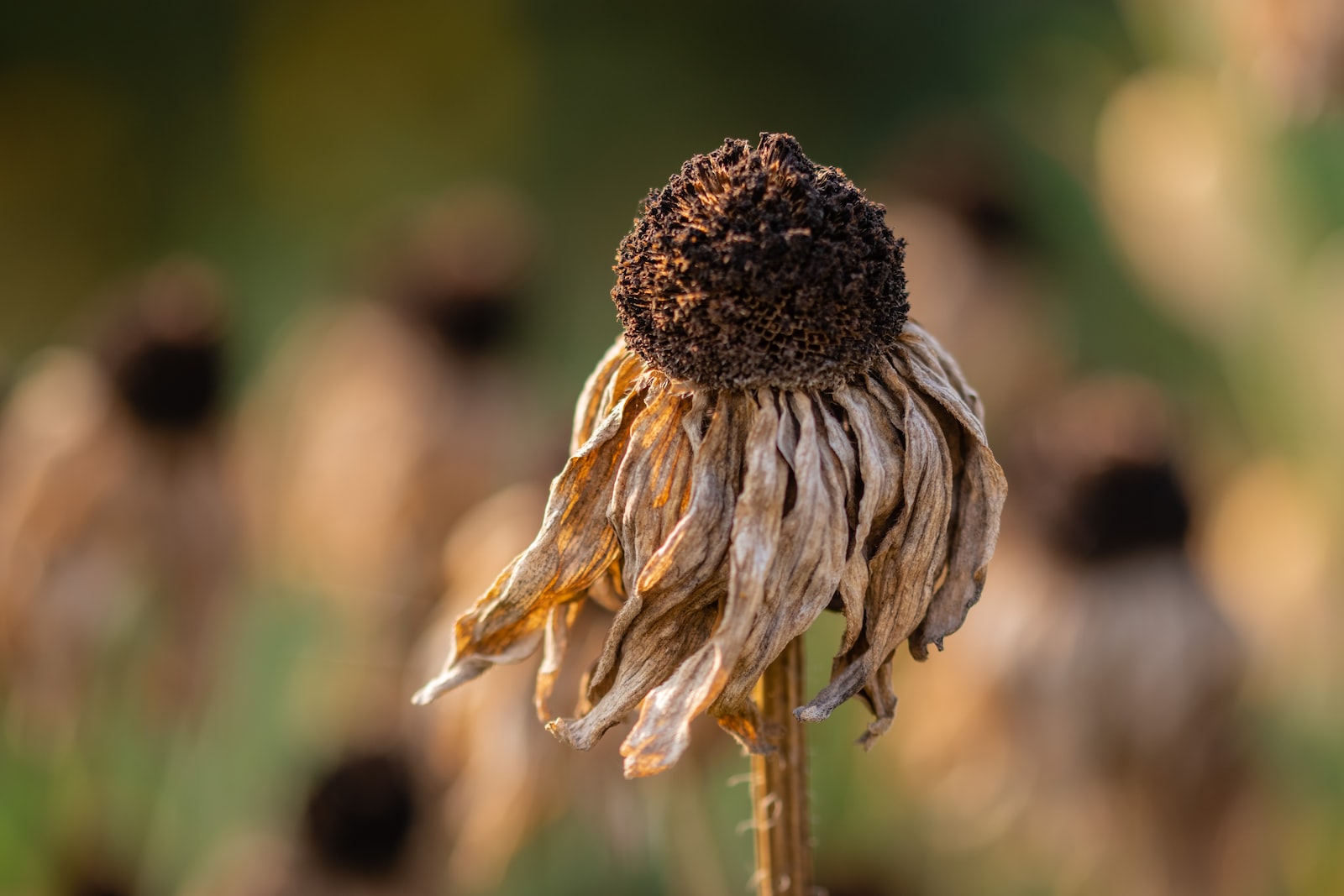 Dry Heat – Acupuncture Points