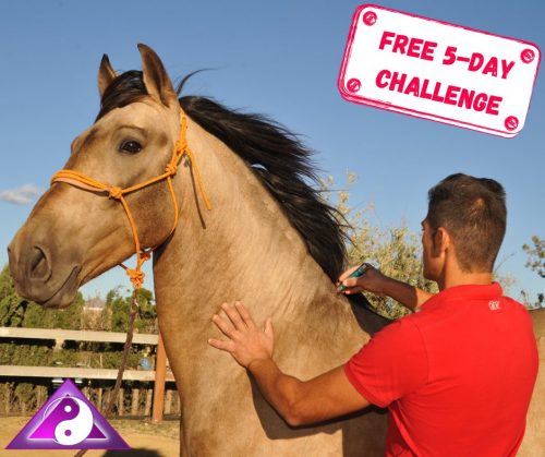 Equine APT Challenge – Advanced Photonic Therapy