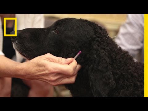 Treating Animals With Acupuncture | National Geographic