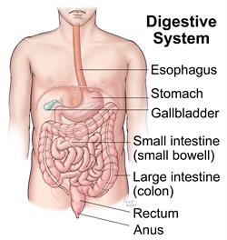 What Are the Main Structures of the Digestive System?