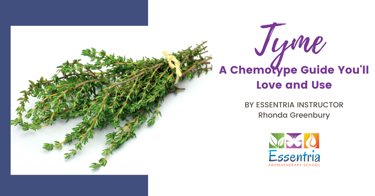 Thyme Essential Oil – A Chemotype Guide You’ll Love and Use — Essentria Aromatherapy School