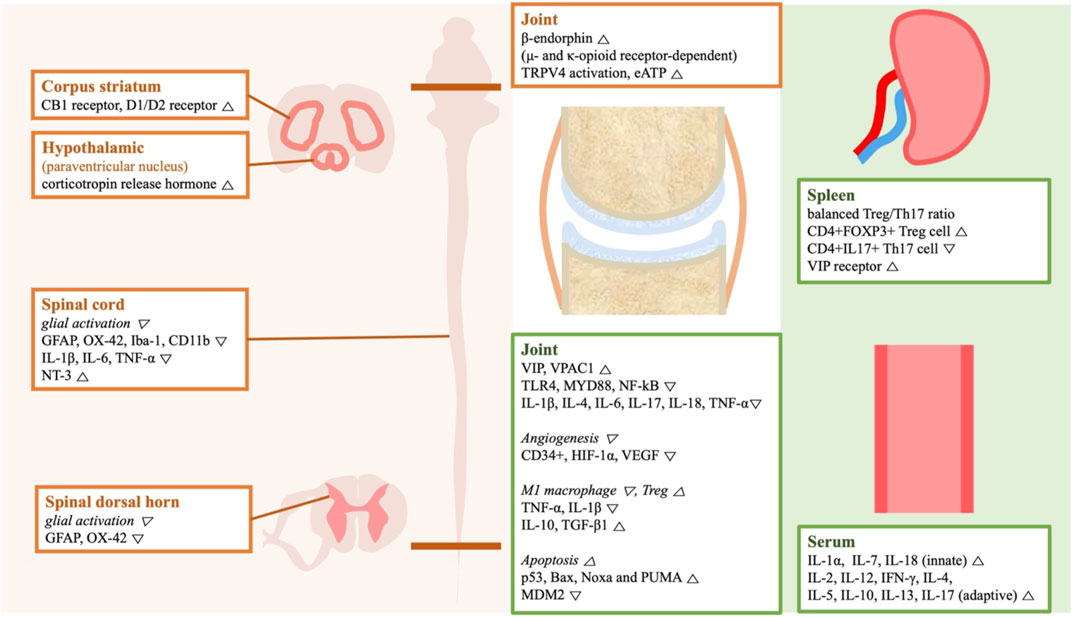 Acupuncture for acute arthritis 2023 – The BMAS Blog