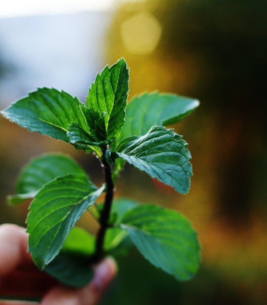 The Power of Peppermint – Paavani Ayurveda