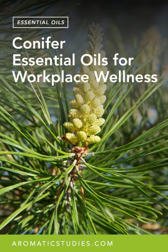 Conifer Essentials Oils for Workplace Wellness