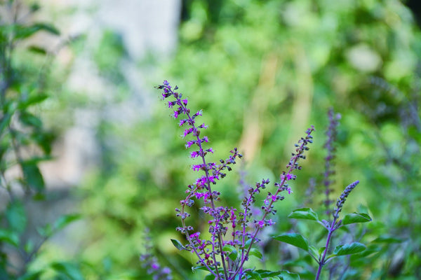 The Holistic Benefits of Sacred Holy Basil – Paavani Ayurveda