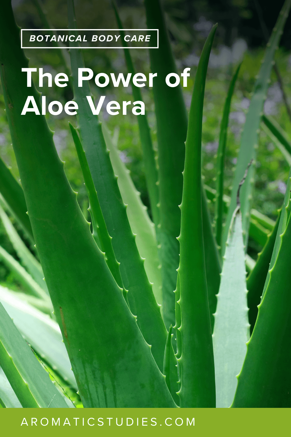 Aloe Vera: Why This Ancient Plant Is Still a Modern Skin Care Essential