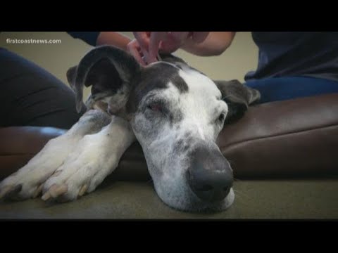 Acupuncture for dogs helps with chronic pain, ailments