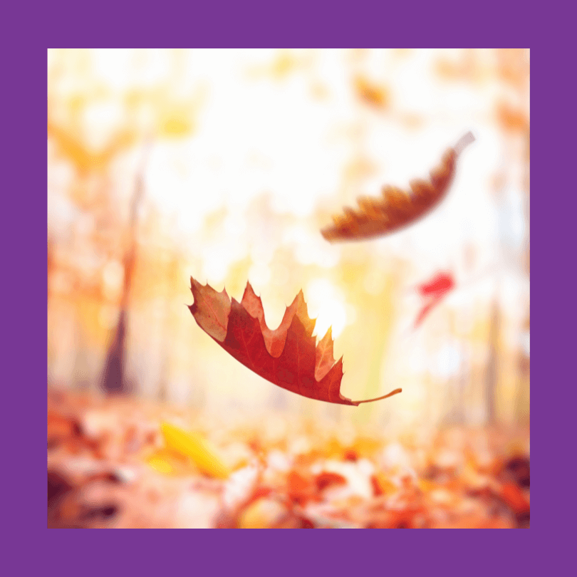 Embrace the Autumn Vibes with Top Essential Oils for Fall — Essentria Aromatherapy