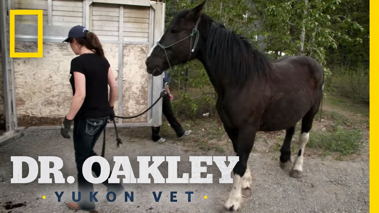 Horse Acupuncture | Dr. Oakley, Yukon Vet